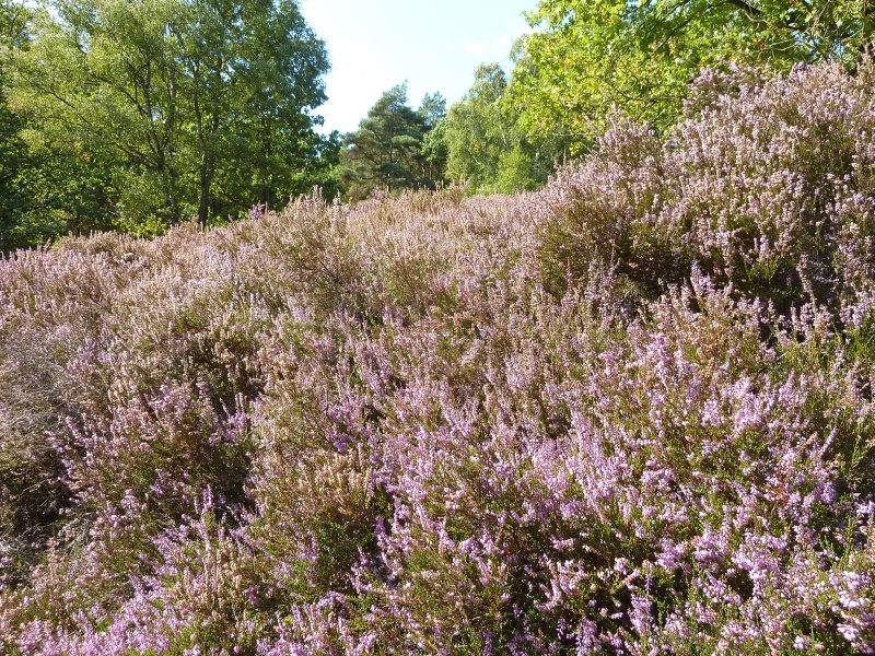 010 Fischbeker Heide