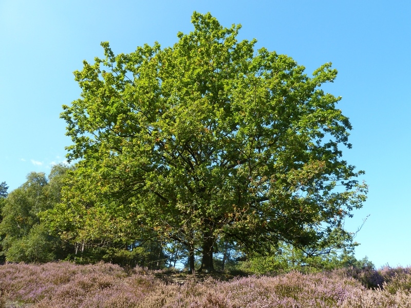 011 Fischbeker Heide