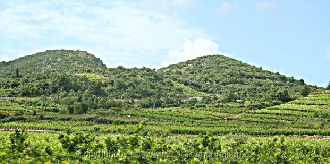 Peljesac > Weinberge