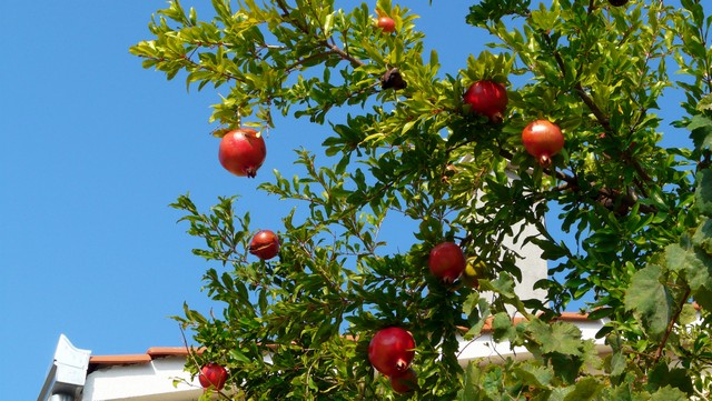 Herbst 2011,6 Imotski, Vinišće 7