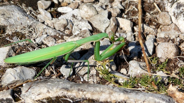 Herbst 2011, 13,Kozjak, Sv. Ivan 4