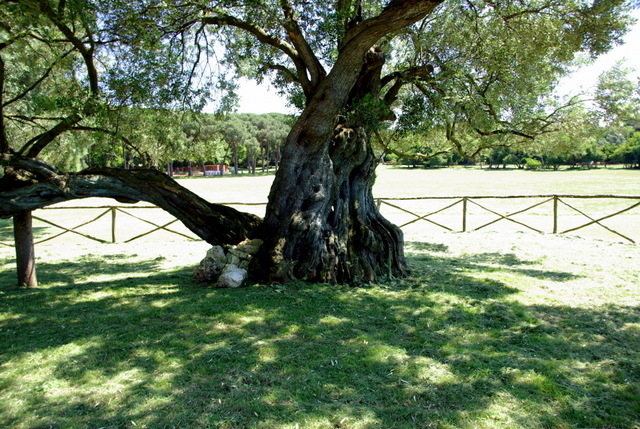 Istrien Brijuni Insel
