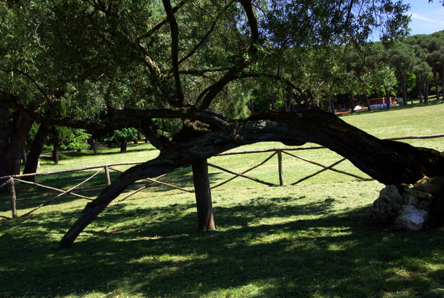 Istrien Brijuni Insel