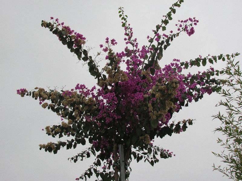 Garten 014