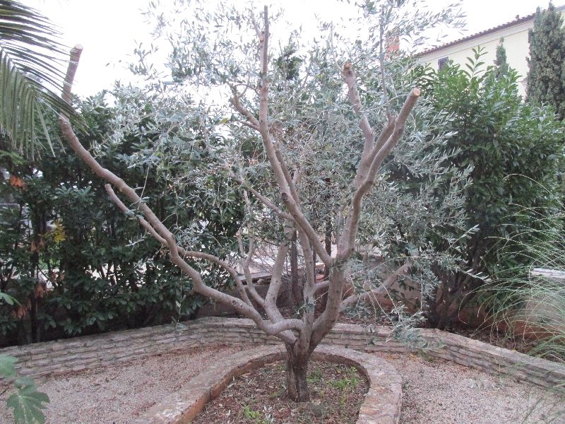Garten 016
