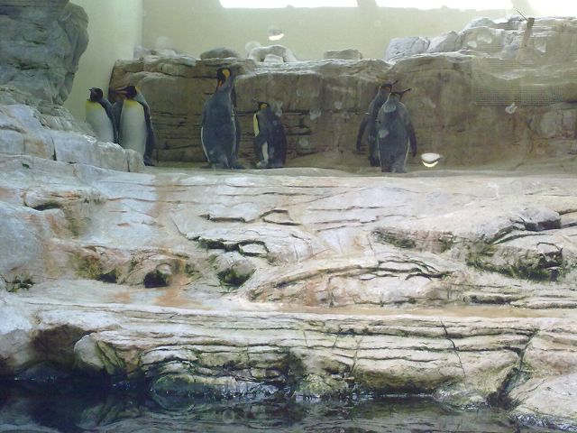 ZOO 8