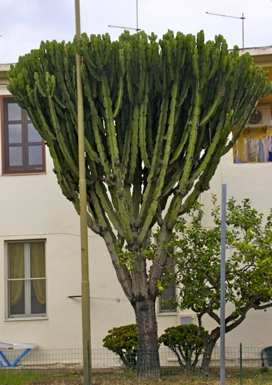 Ostküste 7