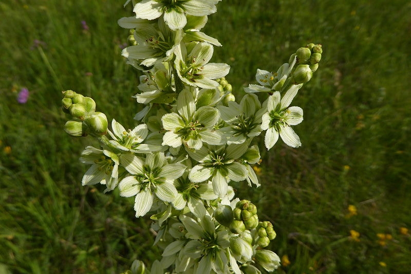 17 Zabljak Spaziergang Ivan Do 034 800