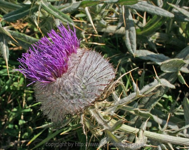 Durmitor > Flora und Fauna 2