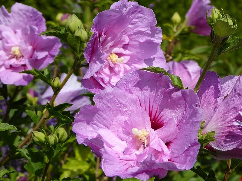 Gartenblumen im August