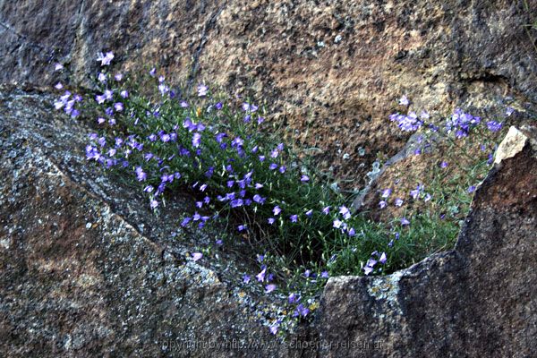 Weitra / Promenade / Felsenblumen