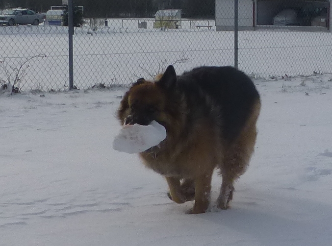 Spaziergang im ersten Schnee 2014