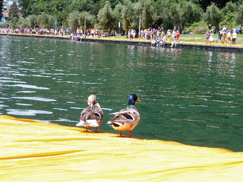 Lago d Iseo 289