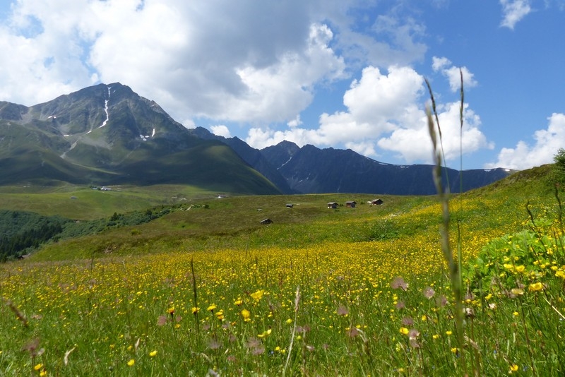 Rosskogel