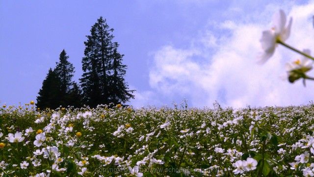 SCHWEIZ>Berner Oberland-bei Thun