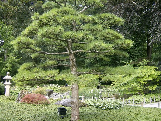 AUGSBURG > BotanischerGarten44 > Japanischer Garten