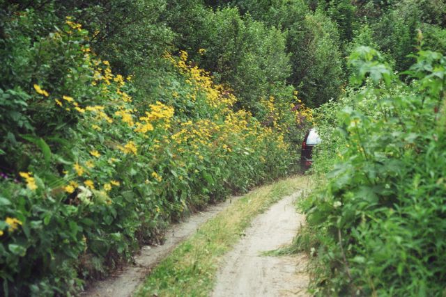 Blumenmeer