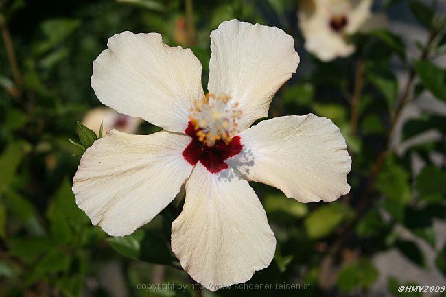 ISOLA BELLA > Hibiscus > Chinesischer Roseneibisch > Blüte