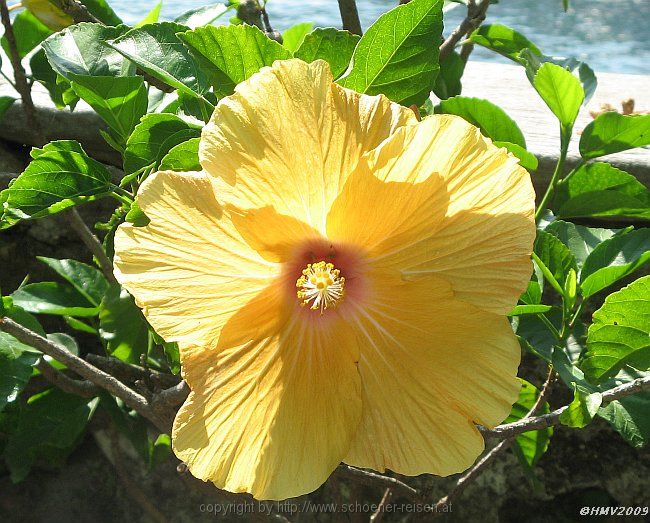 ISOLA BELLA > Hibiscus > Chinesischer Roseneibisch > Blüte