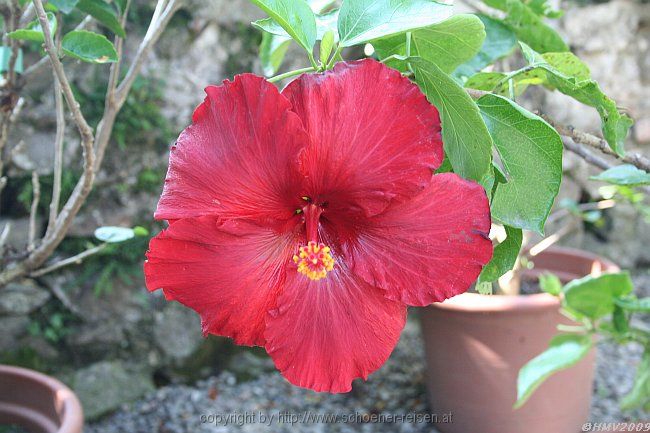 ISOLA BELLA > Hibiscus > Chinesischer Roseneibisch > Blüte