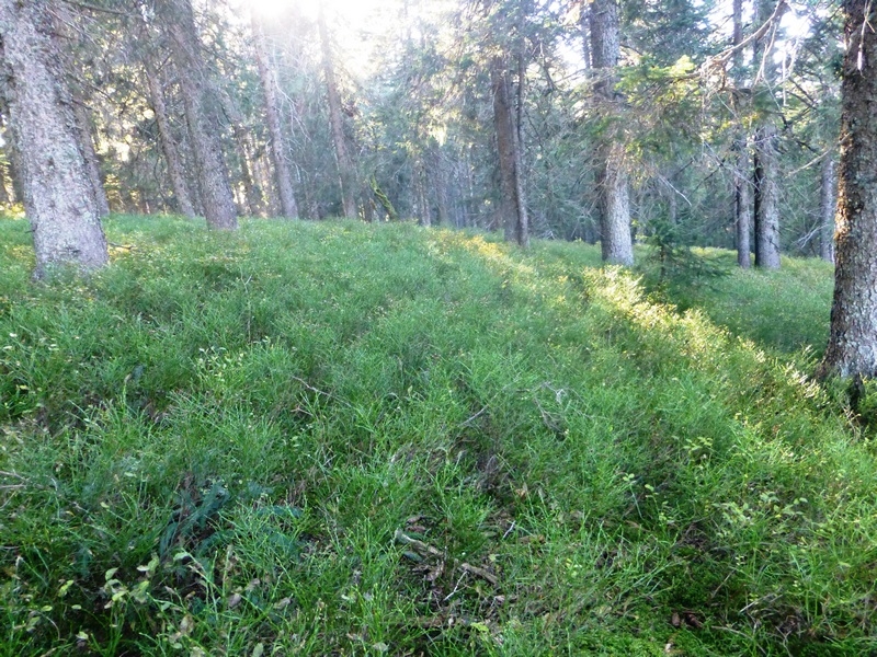 Heidelbeerwiesen bei Bernau im Schwarzwald