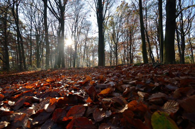 Naturpark Hohe Mark 6