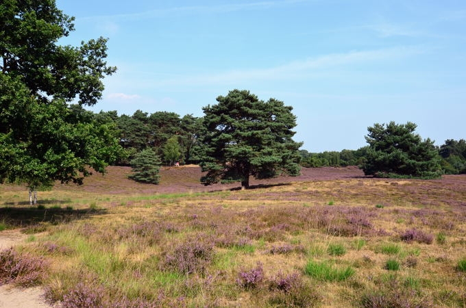 Westruper Heide DSC_4159