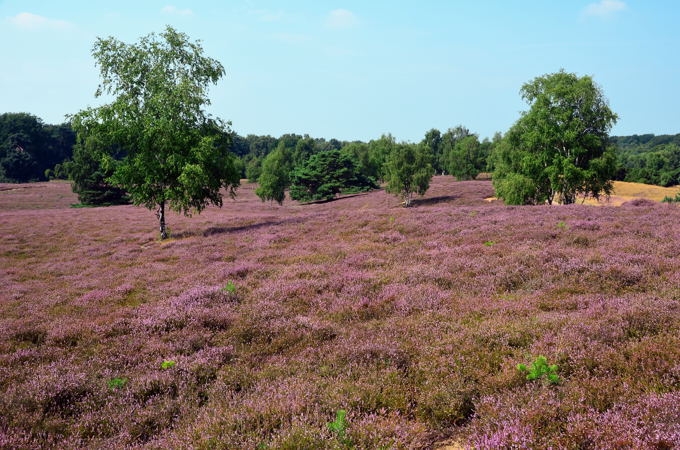 Westruper Heide DSC_4165