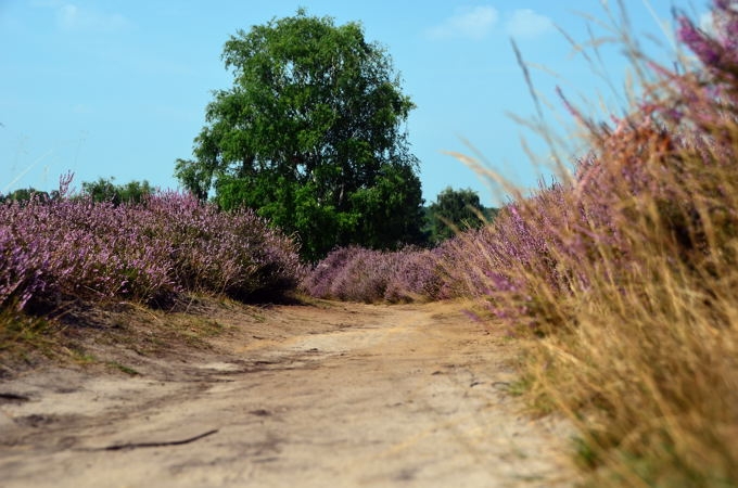 Westruper Heide DSC_4169