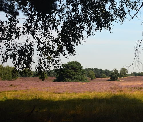 Westruper Heide DSC_4190_001