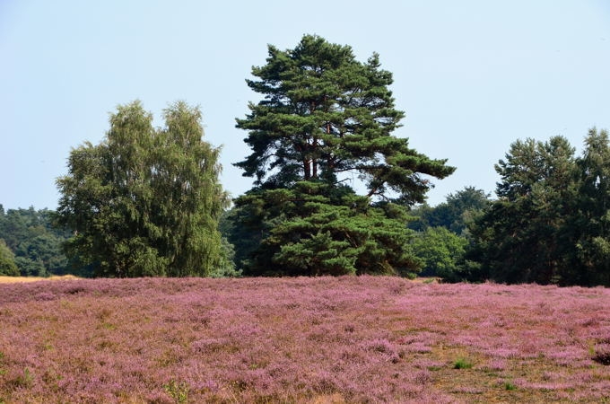 Westruper Heide DSC_4198