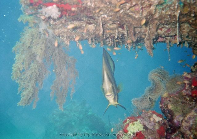ÄGYPEN > Rotes Meer > Fledermausfisch