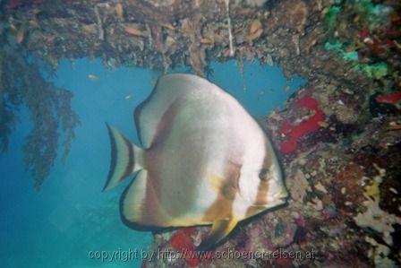 ÄGYPEN > Rotes Meer > Fledermausfisch