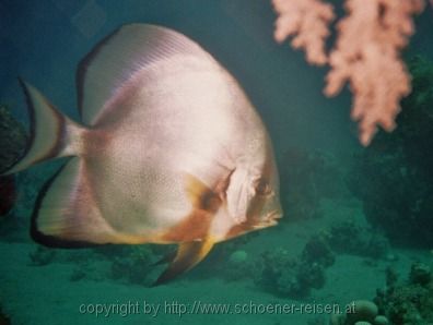 ÄGYPEN > Rotes Meer > Fledermausfisch