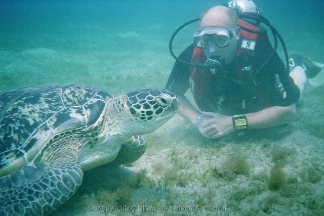 ÄGYPTEN > Rotes Meer > Abu Dabbab > Turtle