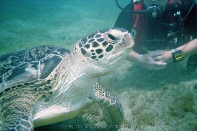 ÄGYPTEN > Rotes Meer > Schildkröte