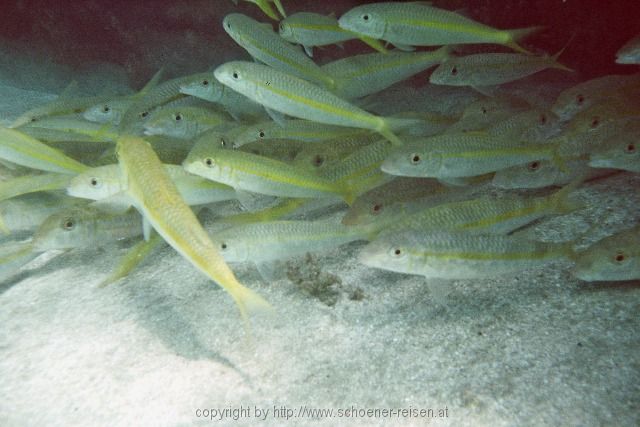 ÄGYPTEN > Rotes Meer > Fischschwarm