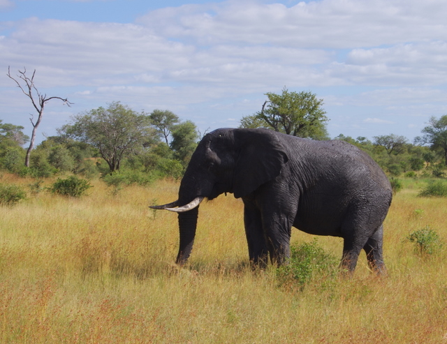 4 Dieters Afrikatour  Krüger Nationalpark 3