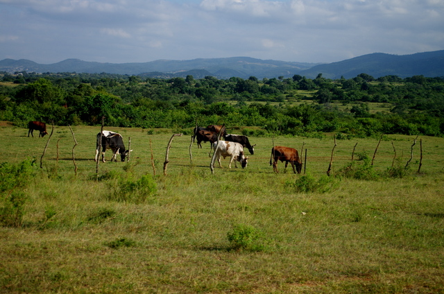 7  Dieters Tour nach Afrika  Swaziland 2