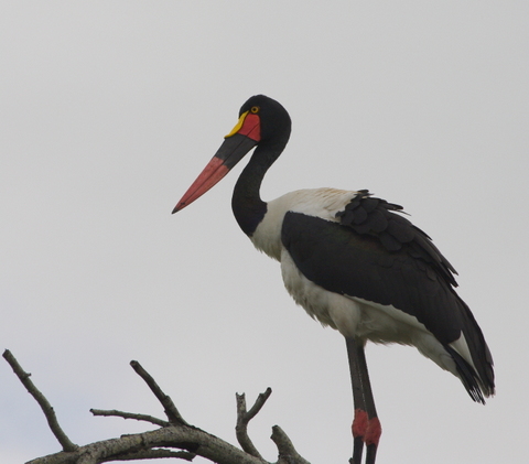 4 Dieters Afrikatour  Krüger Nationalpark