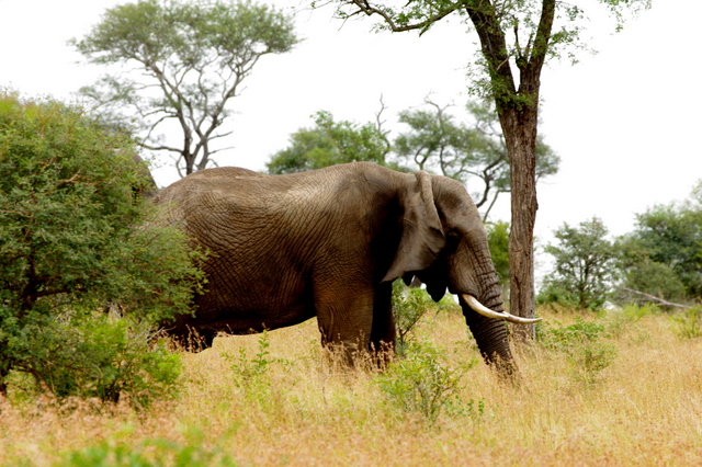 4 Dieters Afrikatour  Krüger Nationalpark 4