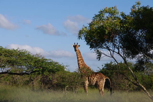 9 Afrika 2012 / Bayala Lodge 2