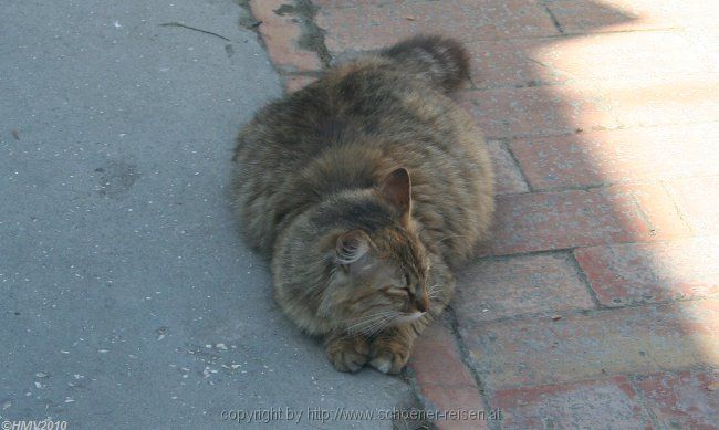 ANACAPRI > Katze am Wegesrand