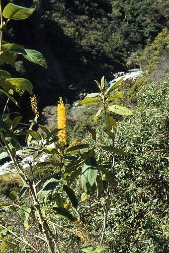 Salcantay Trail