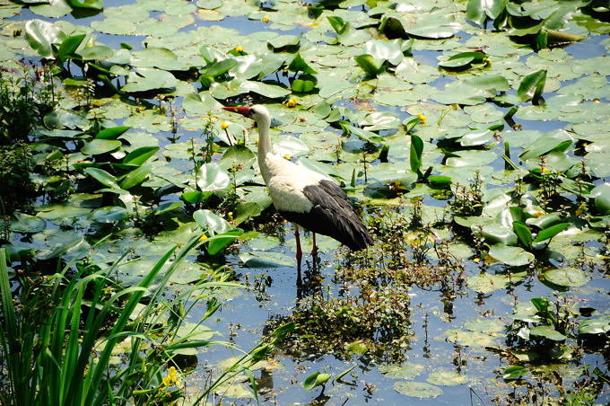 Naturpark Lonjsko Polje 03 6