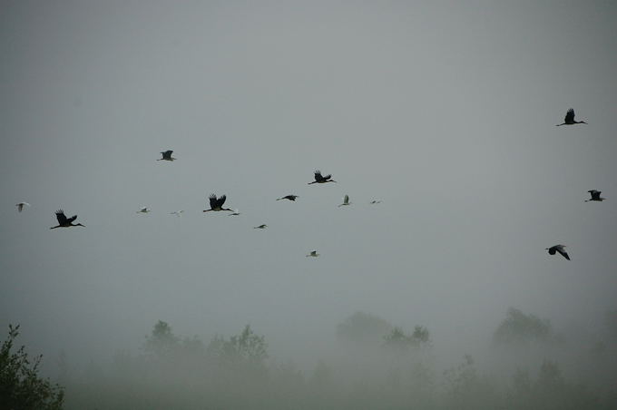 Naturpark Lonjsko Polje 05 4