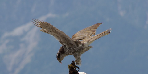 Burg Landskron bei Villach 2