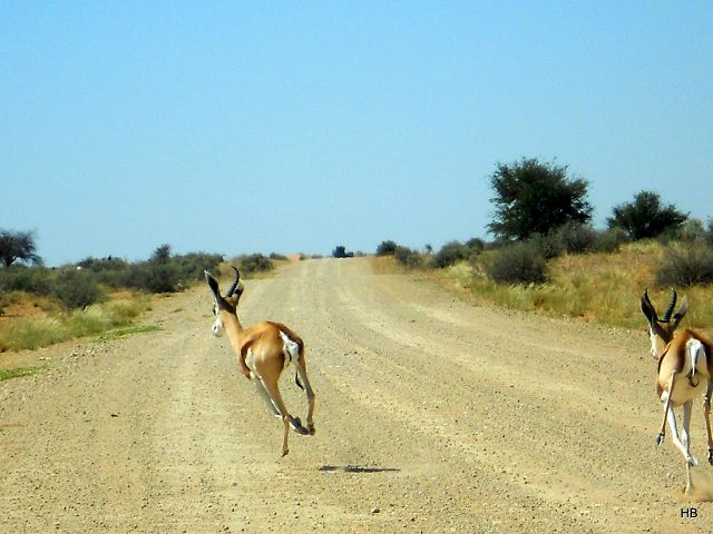 Namibia 2012/13 7