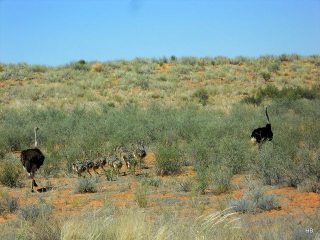 Kgalagadi Park