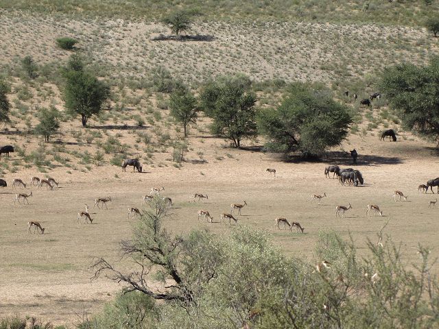 Kgalagadi Park 2